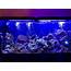 60 Gallon Saltwater Fish Only Tank After Deep Clean Today  Aquariums