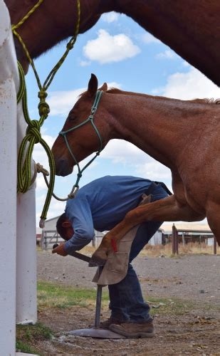 How To Choose A Farrier Who Will Put Your Horses Feet First