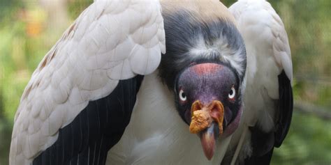 Fun Facts About King Vultures | Smithsonian's National Zoo
