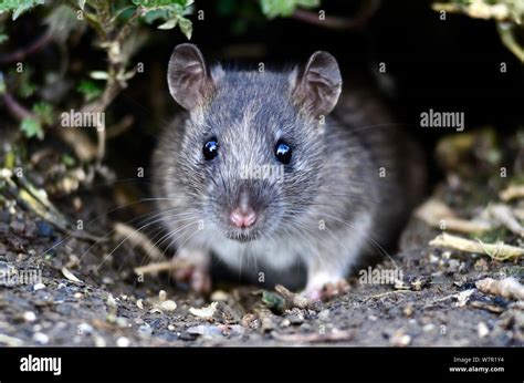 Juvenile Brown Rat Rattus Norvegicus Emerging From Hole In Ground