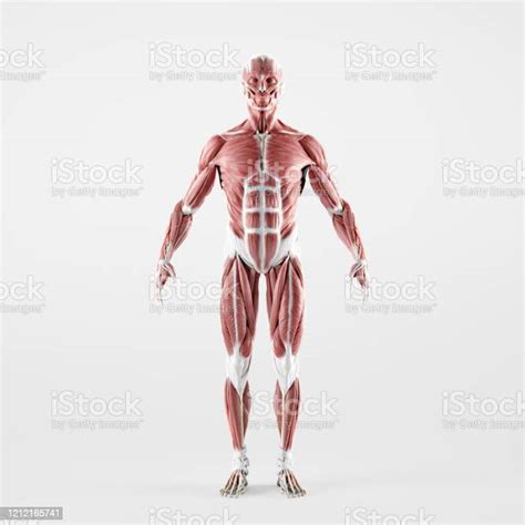 Human Muscles Anatomy Front Stock Photo Download Image Now Istock
