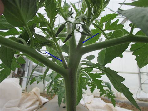 Prune Determinate Tomatoes Purdue University Vegetable