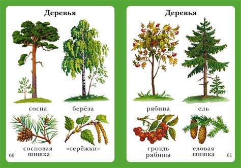 Деревья с названиями в картинках Какие бывают виды лиственных деревьев
