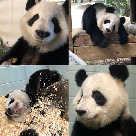 Panda Updates Wednesday October 21 Zoo Atlanta