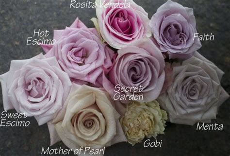 Blush Pink Flower Names Rose Varieties Flower Guide