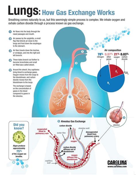 Infographic Lungs How Gas Exchange Works Human Anatomy And