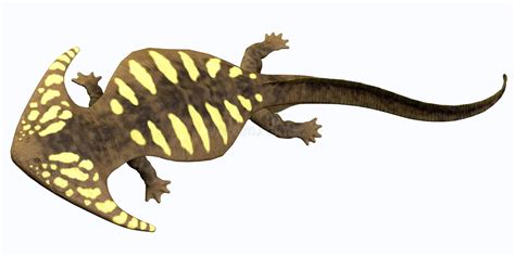 Diplocaulus Permian Amphibian Stock Illustration Image 51299805