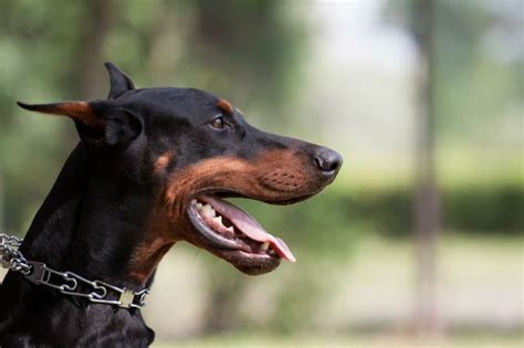 Conheça 12 raças de cachorro grande e dóceis para adotar Petz