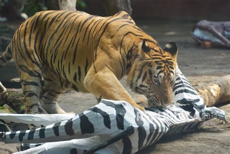 Bksda Pindahkan Harimau Yang Terperangkap Ke Tambling Republika Online