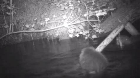Beauly Beaver Relocation Suspended After Deaths Bbc News