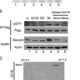 Cell Cycle Dependent Phosphorylation Of Mad A Phosphorylation Of