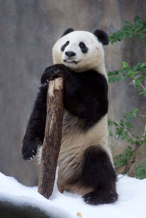 25 Best Mr Wu Images In 2019 Panda Bear Panda Love Panda