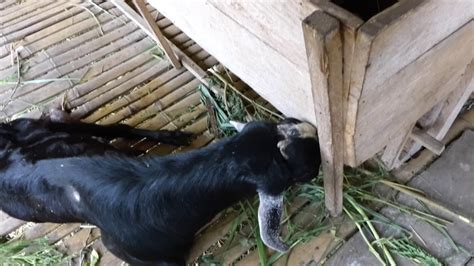 Philippine Goat Farm In Mindanao With An Oriental Twist Youtube