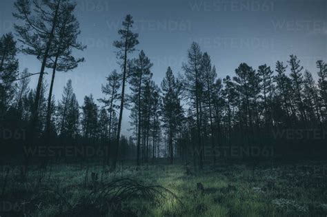Forest At Night Stock Photo