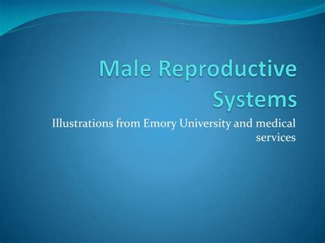 Ppt Male Reproductive Systems Powerpoint Presentation Free Download