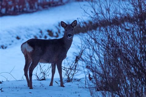 Temafotografering Rå Kold Vinter Naturfotografer I Danmark