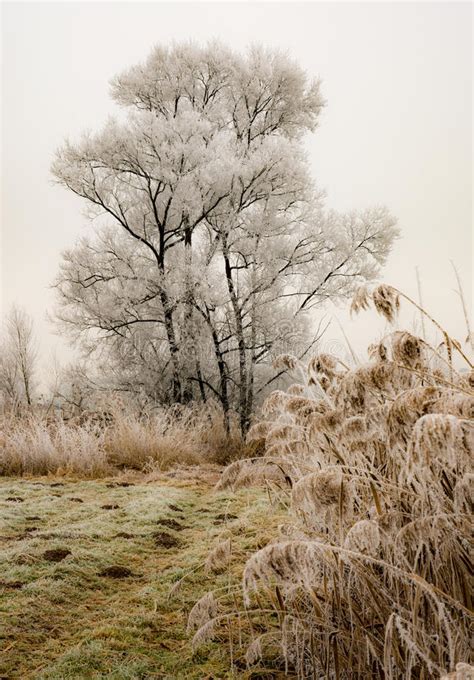 Lonely Frosted Tree At A Foggy Winter Evening Stock Photo Image Of