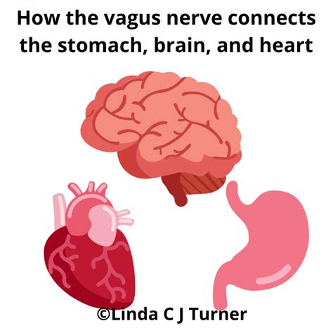 The Vagus Nerve Lindacjturner Counselling And Therapy