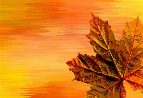 Autumn Colours Leaves Fall Free Image On Pixabay