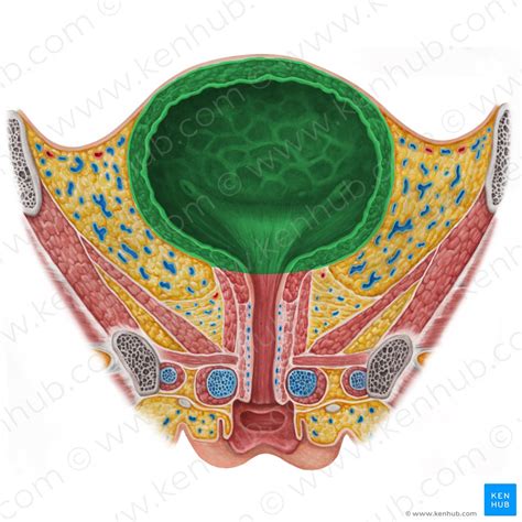 Urinary Bladder And Urethra Anatomy Location Function Kenhub