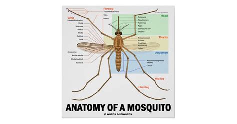 Anatomy Of A Mosquito Entomology Poster Zazzle