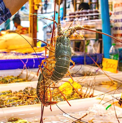 Lobster Farming Business Plan For Beginners