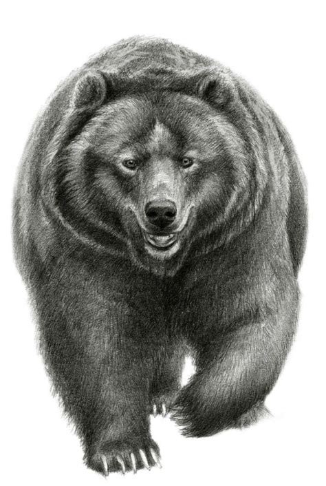 Now join them both and create an outline for the body. Brown Bear SK068 by S-Schukina | Bear paintings, Bear ...