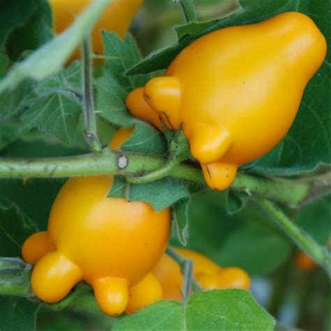 Jual 5 Benih Bibit Biji Terong Susu Puting Sapi Solanum Mammosum