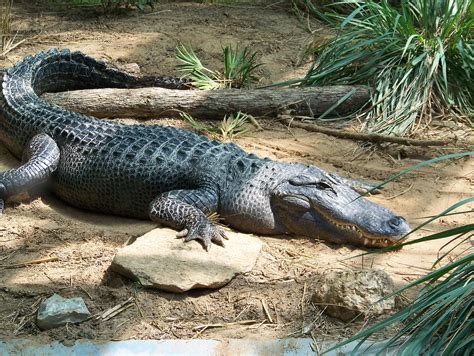 Alligators And Crocodiles Elmo Saw A Really Big Alligator While He