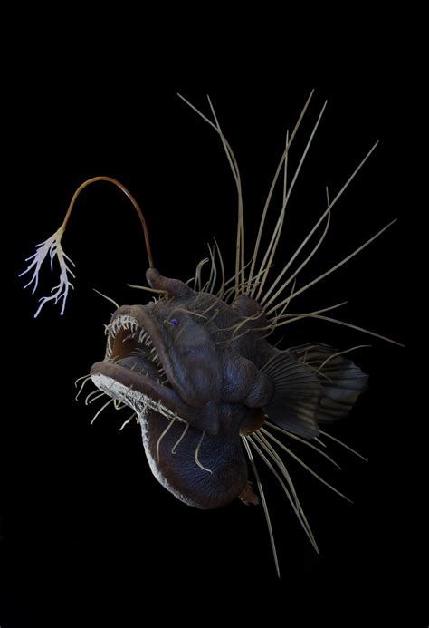 Pin By 10 Tons On Caulophryne Pelagica Deep Sea Creatures Deep Sea