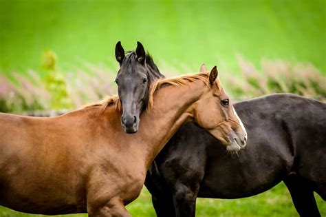 How Do Horses Show Affection Equestrian Space