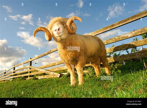 Dorset Horn Sheep Hi Res Stock Photography And Images Alamy