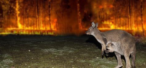 NATURE Reports on Australian Bushfire Animal Rescue Efforts - Wednesday ...