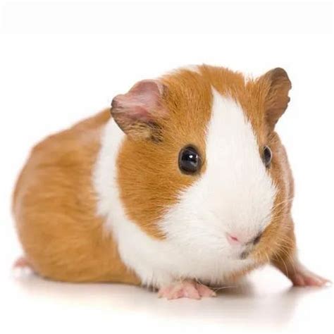 160gm White Guinea Pigs Gender Males And Females At Rs 500number In