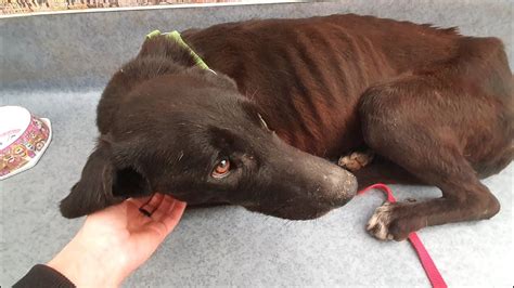 Starving Dog Rescued Turns Into The Most Beautiful Labrador Howl Of A