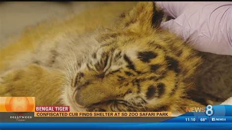Confiscated Tiger Cub Finds Shelter At San Diego Zoo Safari Park