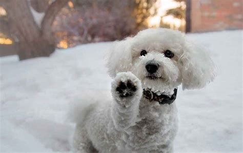 Bichon Frise Facts And Personality Traits Pets Feed