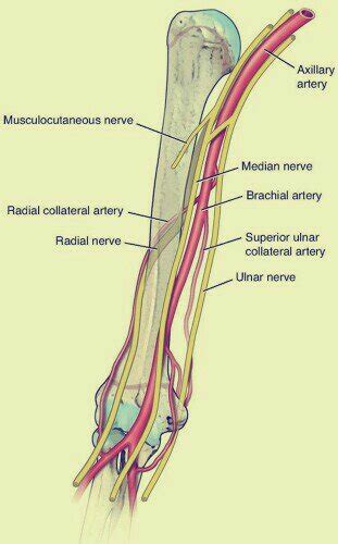Radial Nerve Injury Saturday Night Palsy Archives Pt Master Guide
