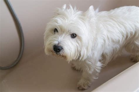 Westie Puppies Puppies Tips Westies Ph Balanced Shampoo Brush Type