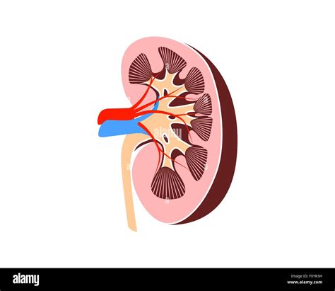 Anatomie Du Rein En Médecine Vector Illustration Image Vectorielle