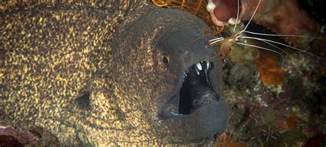 Fascinating Facts About Moray Eels Master Liveaboards