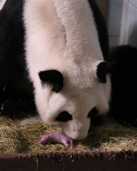 Atlanta Zoo Welcomes Newborn Twin Panda Cubs Wabe
