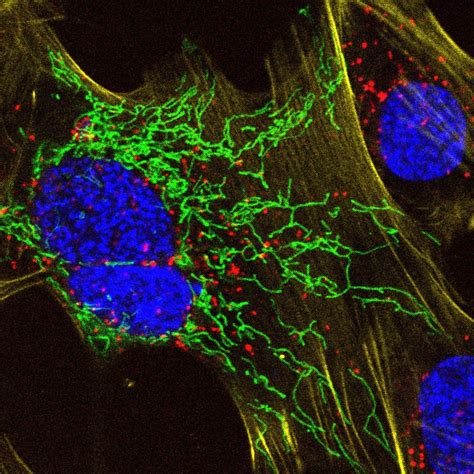 New Fluorescent Probes To Image Live Cells With Super Resolution