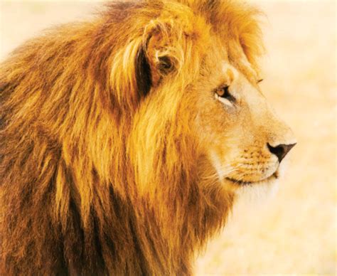 Lion Conservation Efforts Backfire Alumni Association University Of