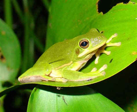 Gallery For > Amphibians Pictures And Names