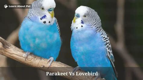 Parakeet Vs Lovebird Size Color Beak Cool Pics 2022