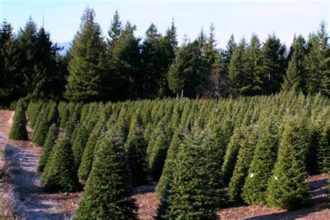 Hubert's Christmas Tree Farm in Kitsap County | Military Town Advisor