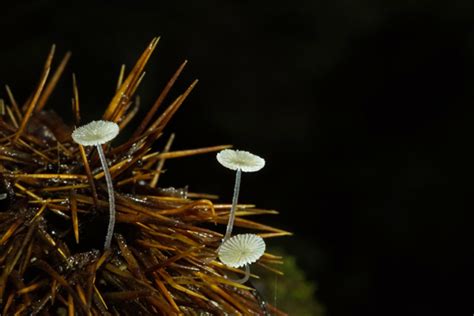 Sarangi Fungi blog クリノシロコナカブリ