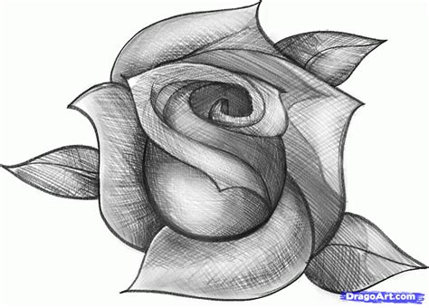 Dibujos Faciles Paso A Paso Dibuja Una Rosa