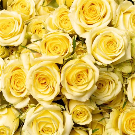 Brilliant Stars® Light Yellow Spray Rose Esmeralda Farms Wholesale